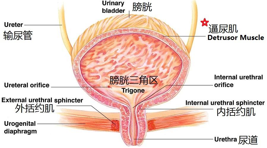 男人尿频是肾虚吗?